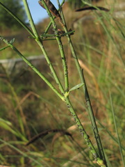 Aphis cytisorum sarothamni