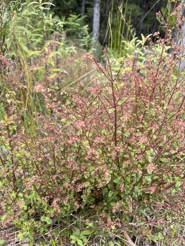 Image of Gonocarpus teucrioides by (c) Matt Berger, some rights reserved (CC BY)