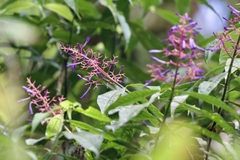 Palicourea angustifolia