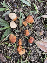 Zelleromyces cinnabarinus