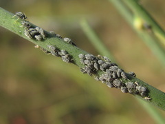 Aphis cytisorum sarothamni