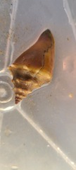 Strombus gracilior