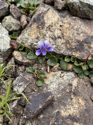 Image of Viola serpentinicola by (c) Matt Berger, some rights reserved (CC BY)