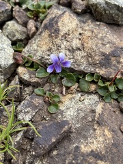 Viola serpentinicola