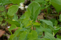 Thalictrum filamentosum