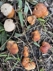 Zelleromyces cinnabarinus