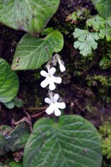 Streptocarpus pentherianus