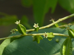 Terminalia elliptica