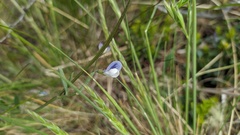 Vicia magellanica