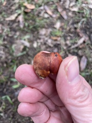 Zelleromyces cinnabarinus