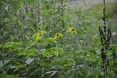 Rudbeckia laciniata