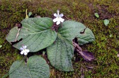 Streptocarpus pentherianus