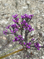 Comesperma