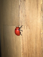 Leptinotarsa rubiginosa