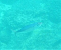 Caranx caballus