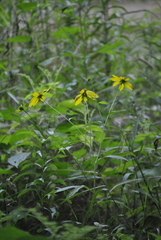 Rudbeckia laciniata