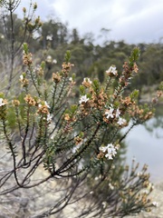 Westringia rubiifolia