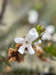 Westringia rubiifolia