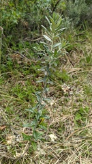 Chiliotrichum diffusum