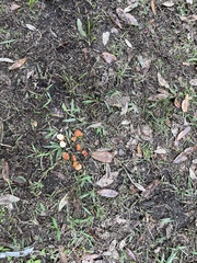 Zelleromyces cinnabarinus