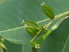 Terminalia elliptica