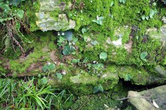 Streptocarpus pentherianus