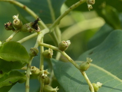 Terminalia elliptica