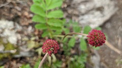 Acaena ovalifolia