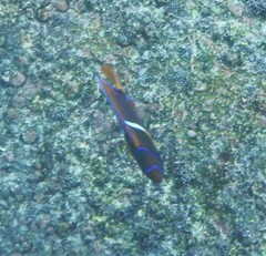 Holacanthus passer