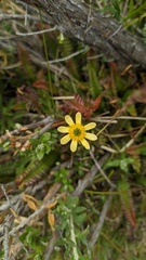 Ranunculus peduncularis