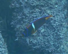 Holacanthus passer