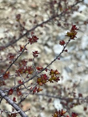 Micrantheum serpentinum