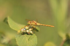 Sympetrum costiferum
