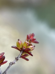 Micrantheum serpentinum