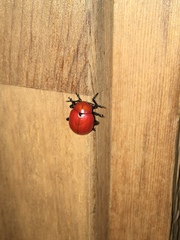 Leptinotarsa rubiginosa