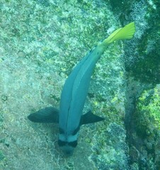 Prionurus laticlavius