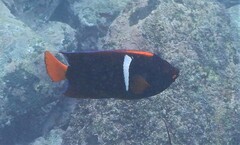 Holacanthus passer