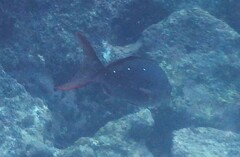 Cephalopholis colonus