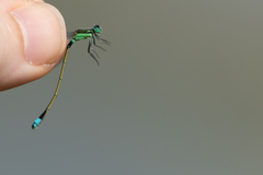 Ischnura senegalensis