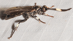 Cratichneumon sublatus
