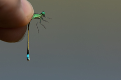 Ischnura senegalensis