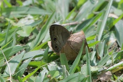 Hermeuptychia harmonia