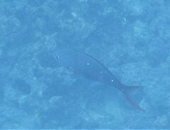 Cephalopholis colonus