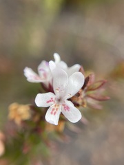 Westringia rubiifolia
