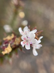 Westringia rubiifolia