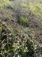 Eriogonum latifolium