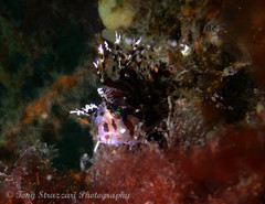 Dendrochirus brachypterus