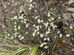 Scaevola hookeri