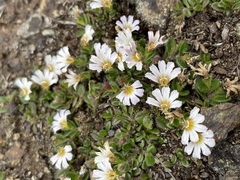 Scaevola hookeri
