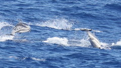 Stenella coeruleoalba